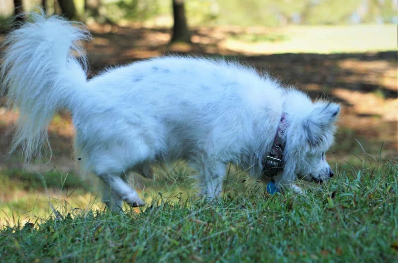 white maltipom dog in the park