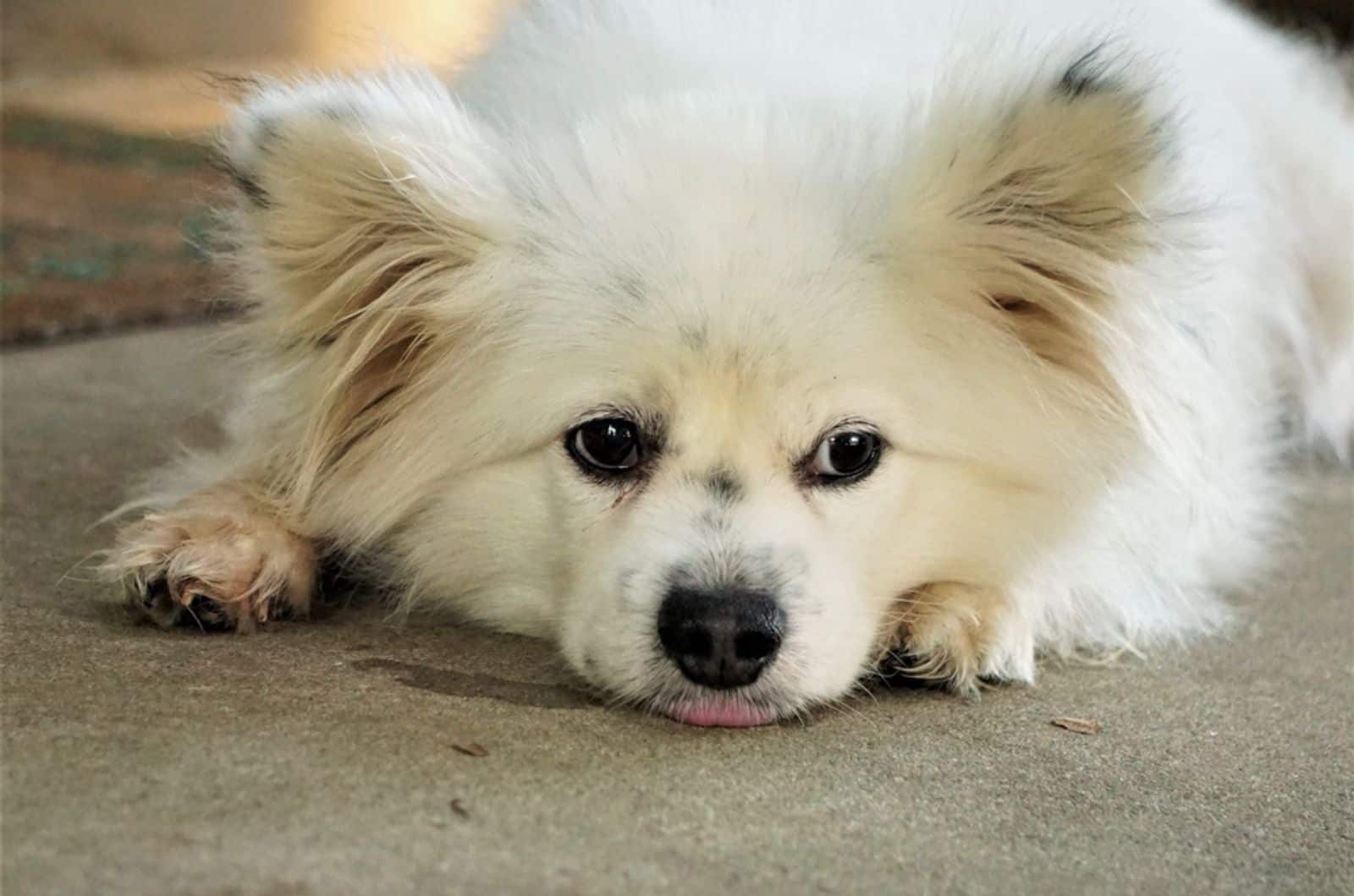 white maltipom lying down on the ground