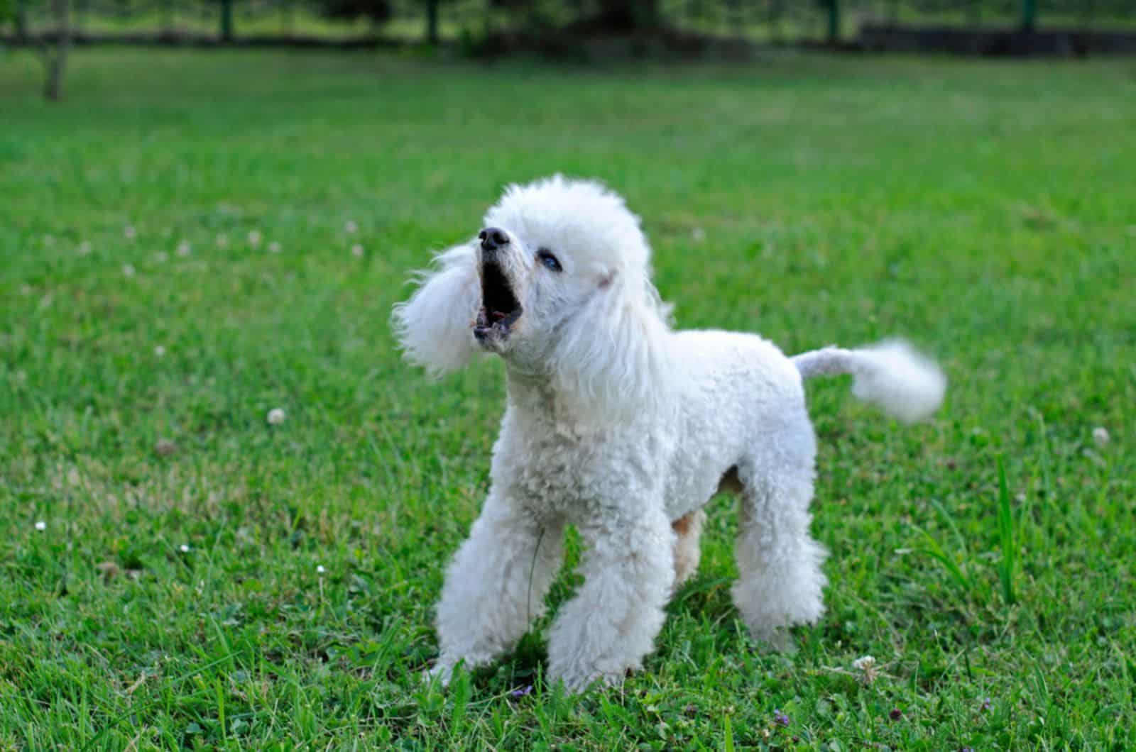 white poodle playing outdoors