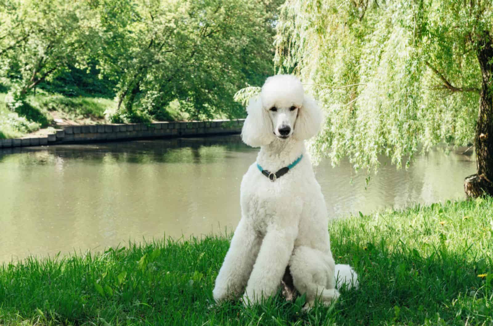 white poodle sitting on the lawn