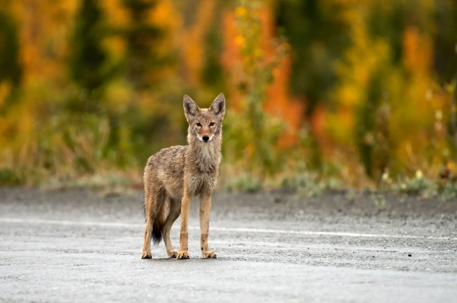 wild coyote standing on the road