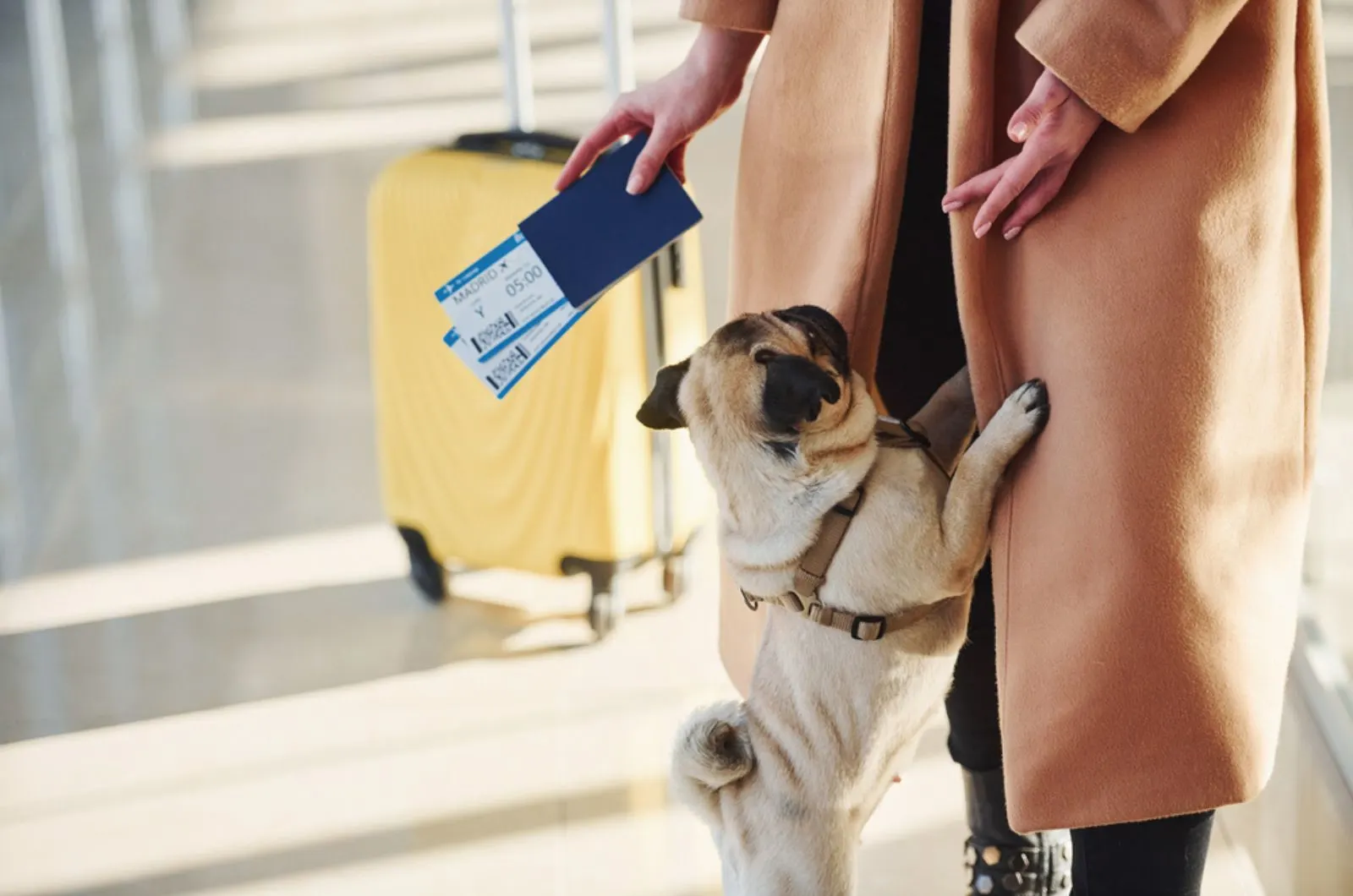 woman and her little dog at airplane