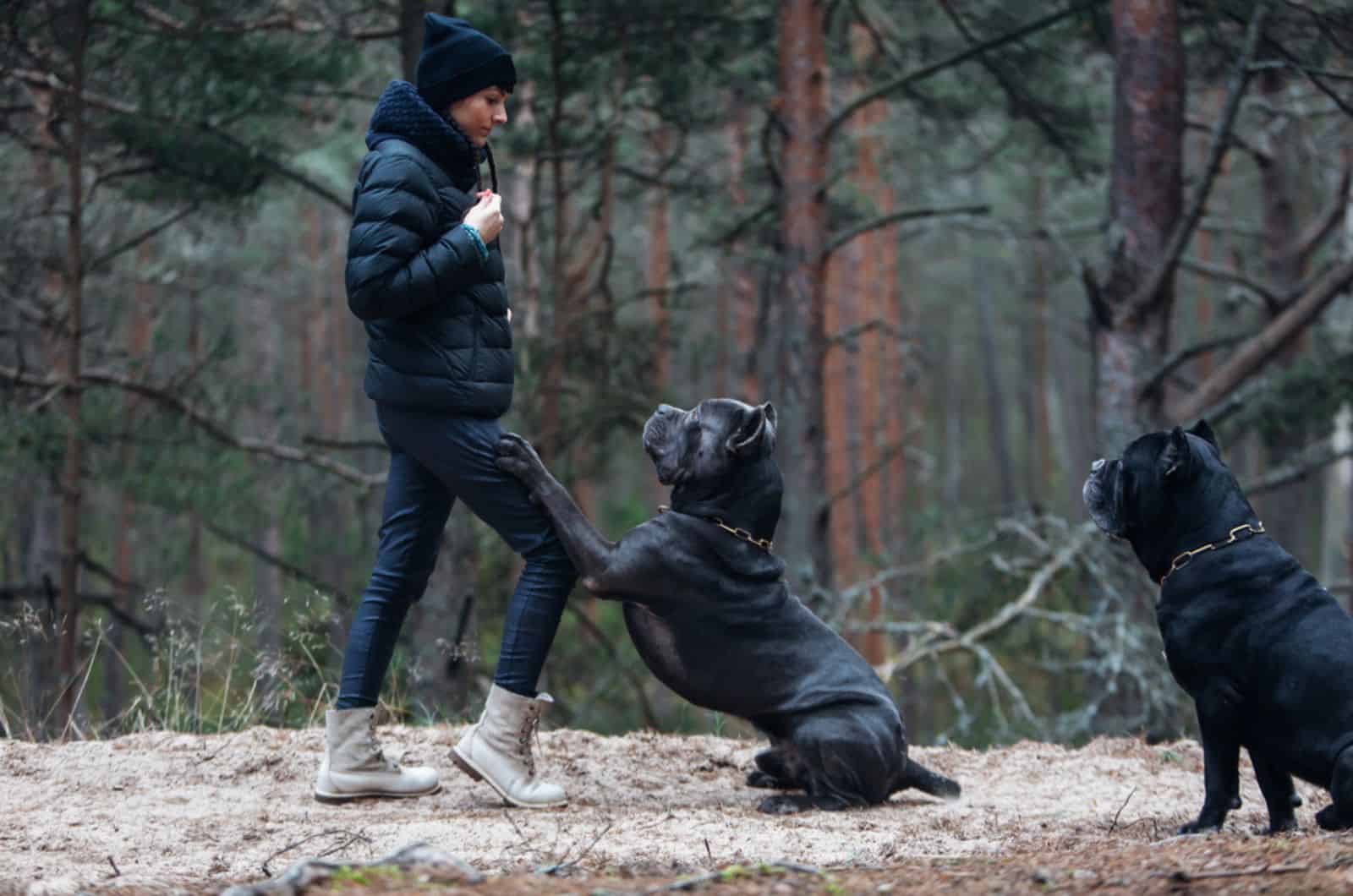 woman and two cane corso dogs in the forest