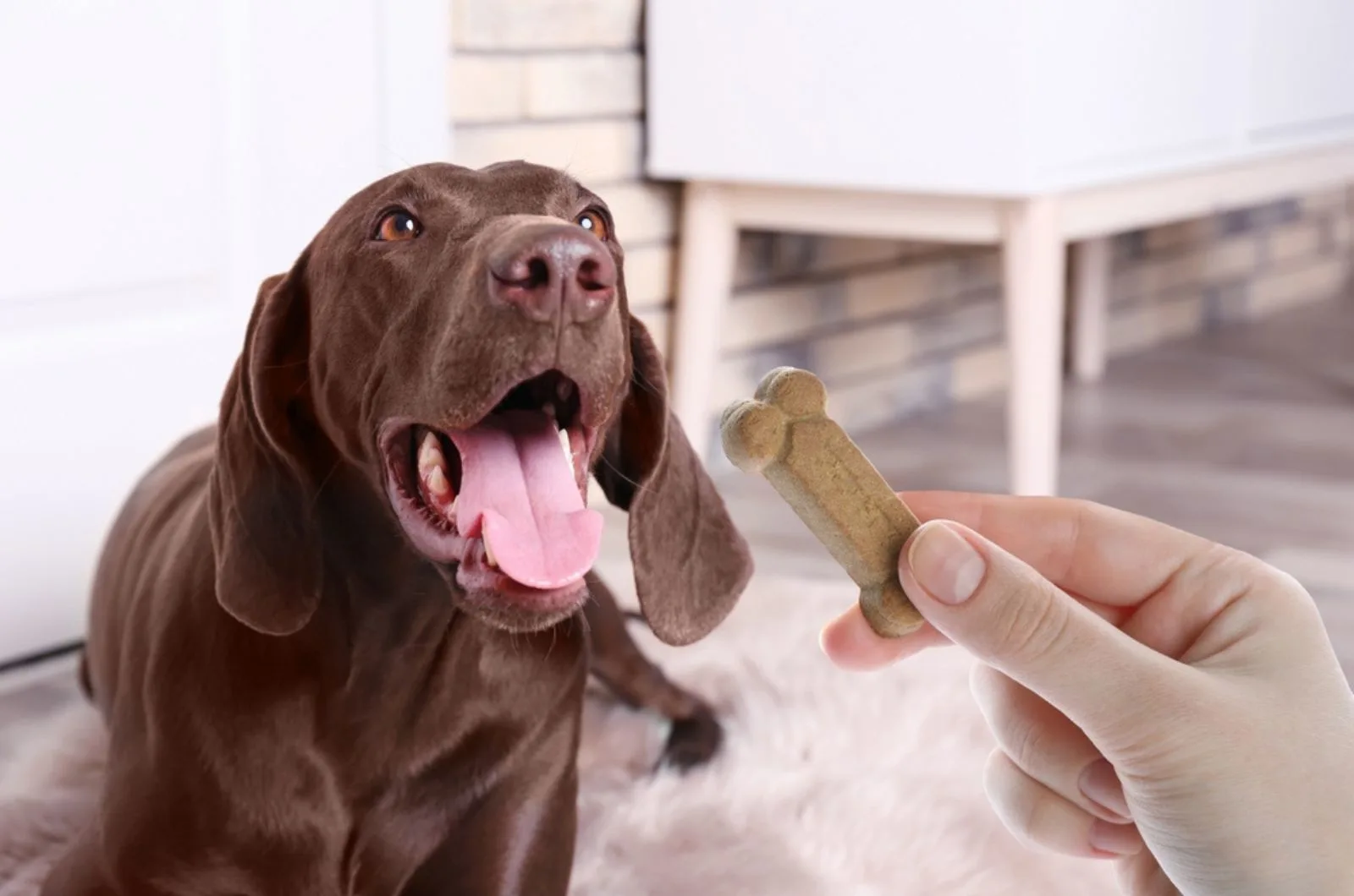 woman giving tasty bone shaped cookie to her dog german shorthaired pointer