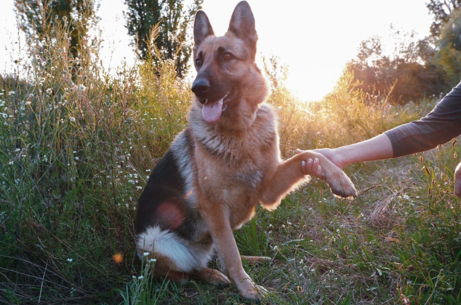 woman holding german shepherds paw in nature