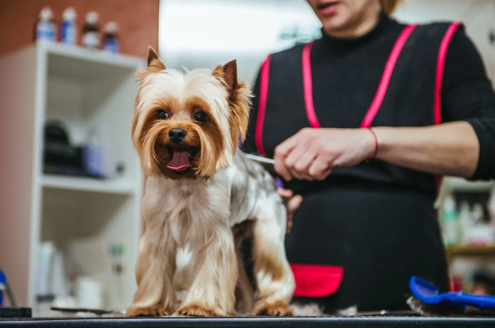 yorkshire terrier having haircut at grooming salon