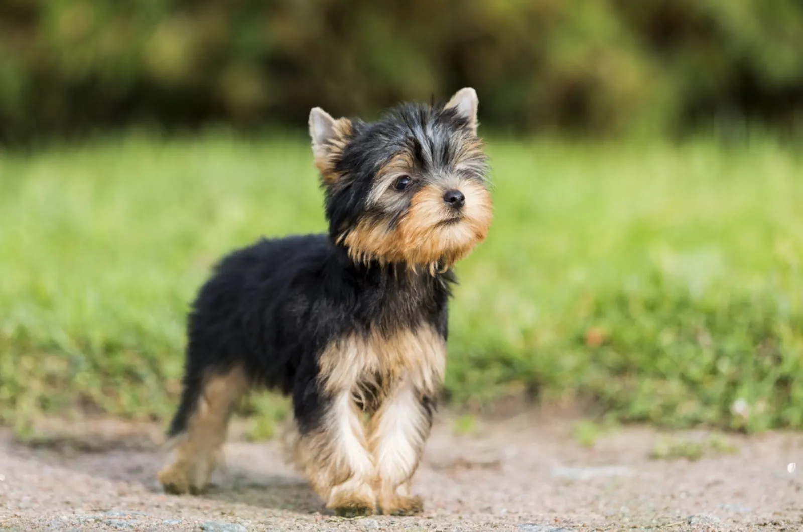 yorkshire terrier standing in the park