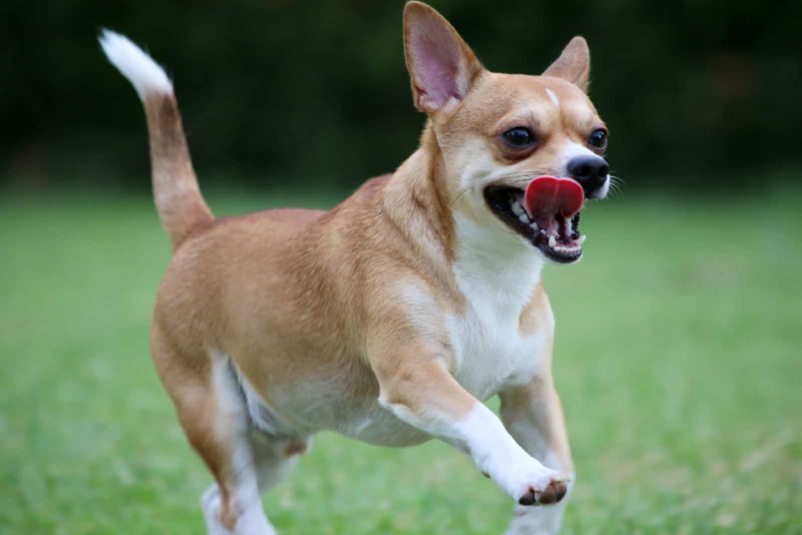 young Chihuahua dog running in the garden
