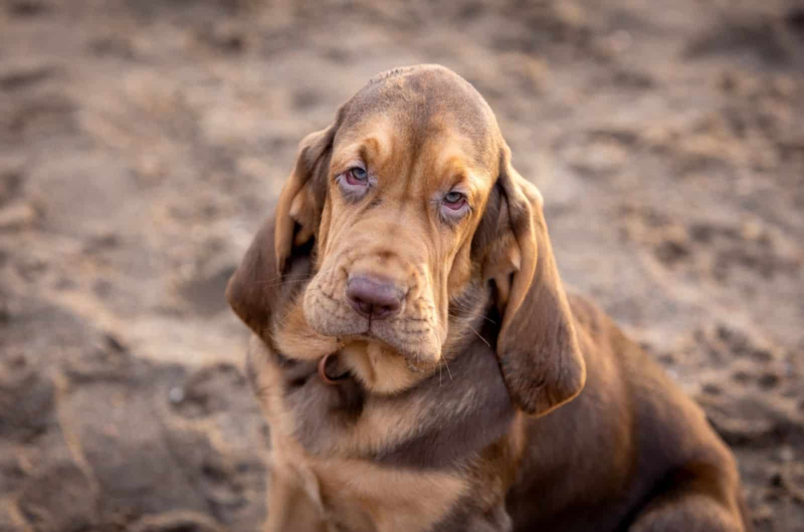 young bloodhound dog on the beach