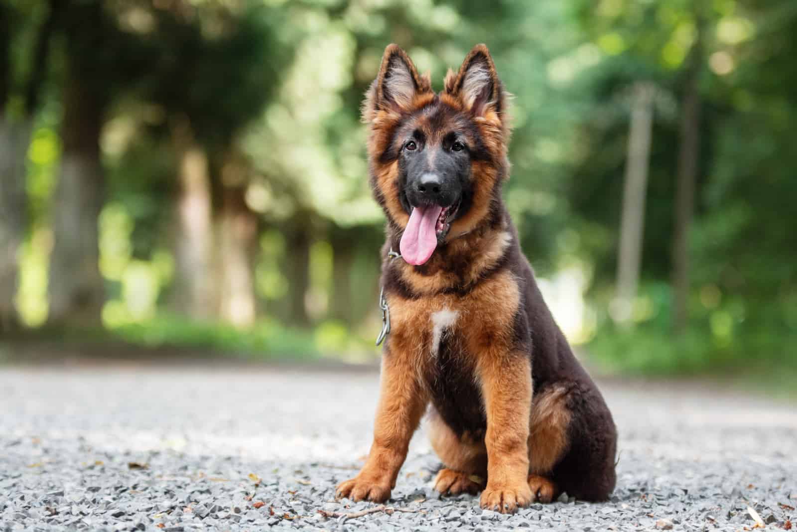 young german shepherd dog
