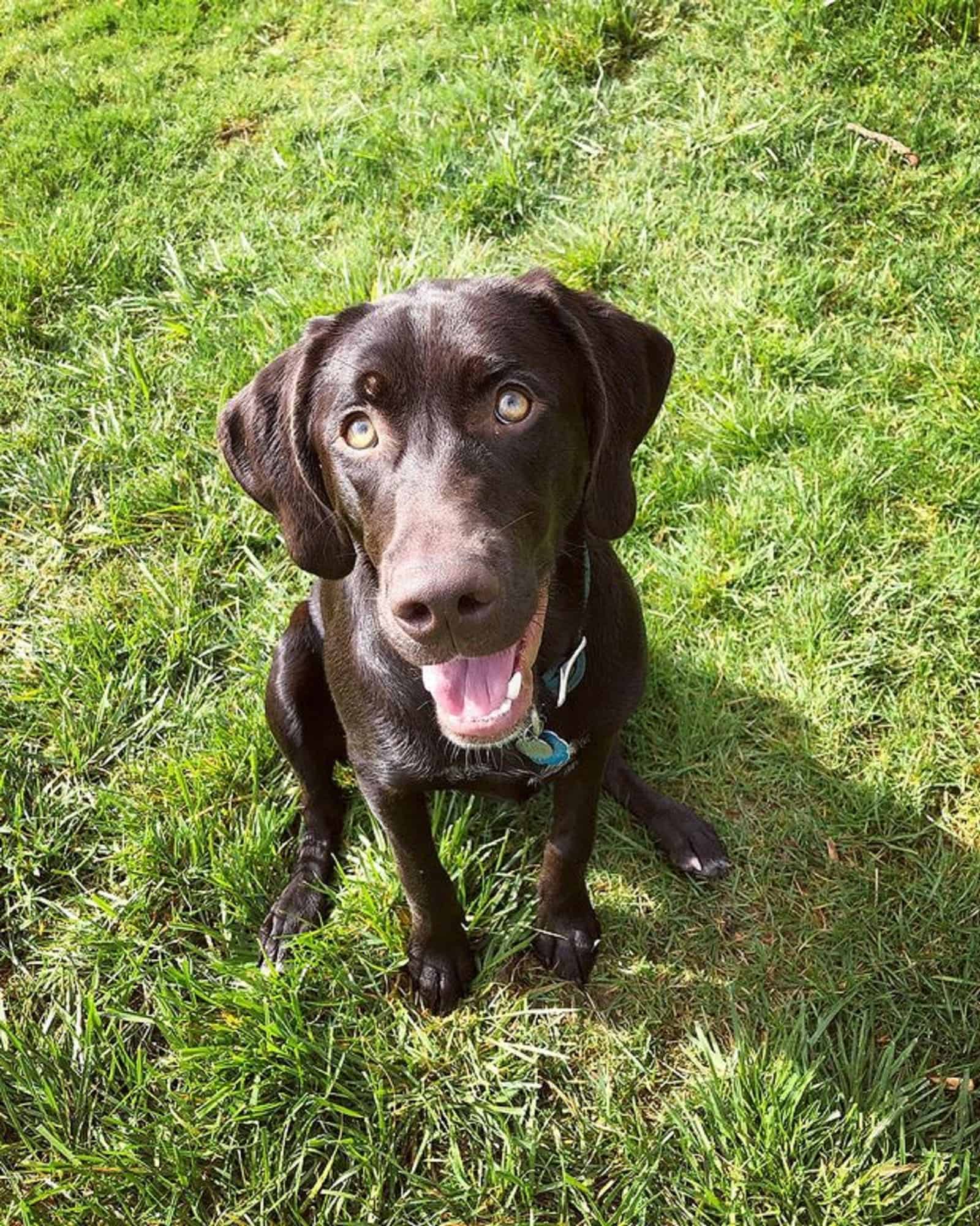 young german shorthaired pointer lab in the park