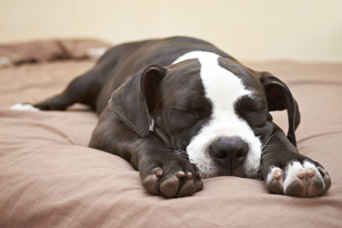 These 9 Are The Reasons Why Your Pitbull Sleeps Excessively