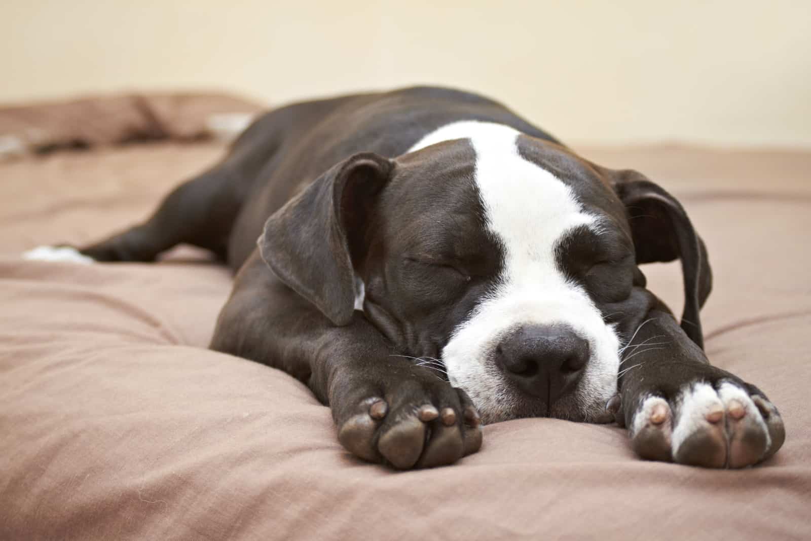 young pitbull puppy sleeping on bed