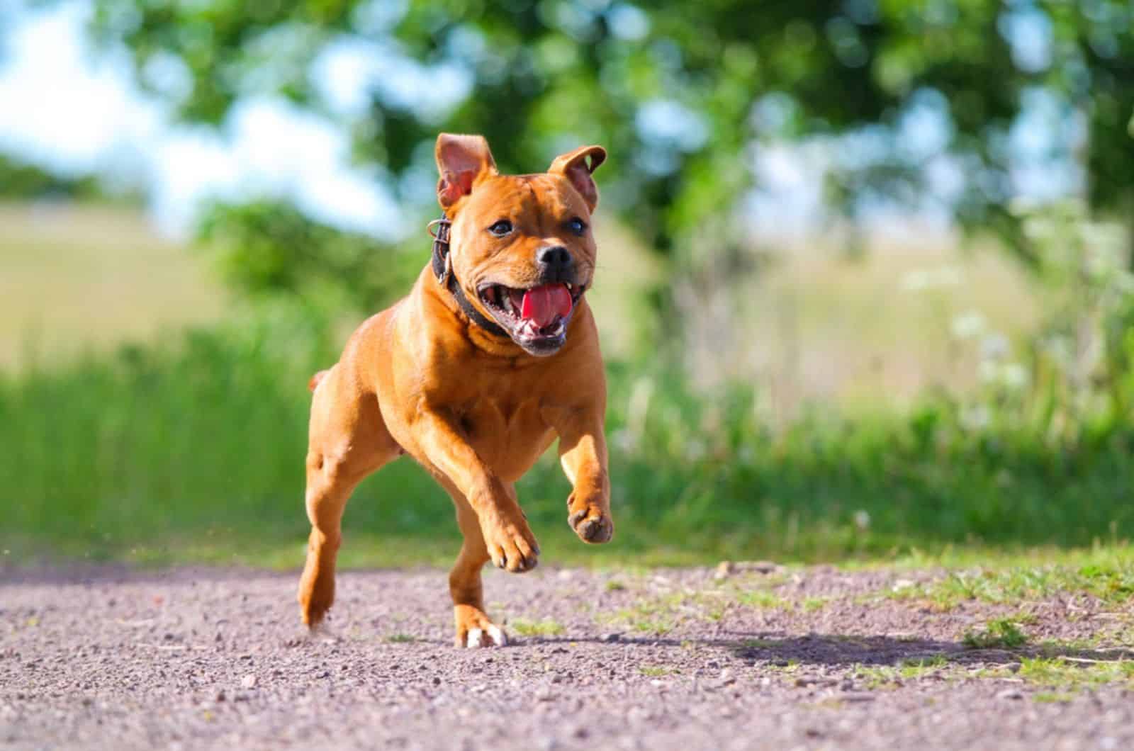 young staffordshire bull terrier running in nature