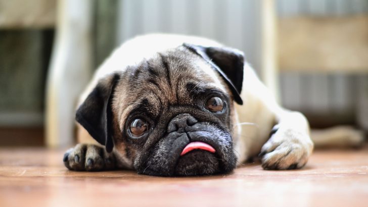 10 Answers To Why Does My Dog Make Weird Breathing Noises