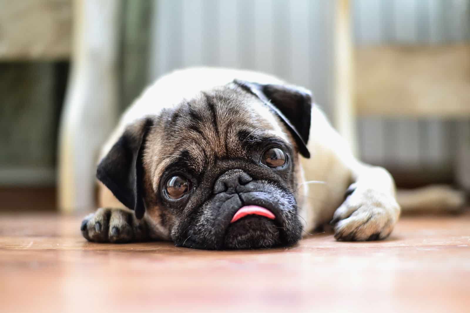 portrait of a cute pug on a walk