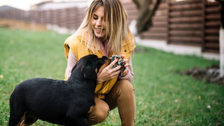 10 Great Tips On How To Train A Rottweiler Puppy