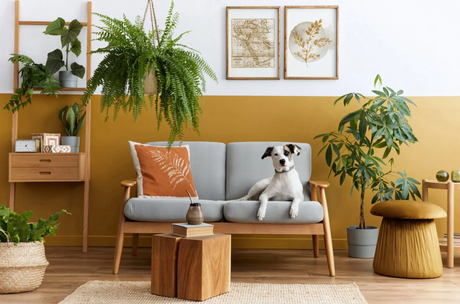 dog sitting on the sofa surrounded by house plants