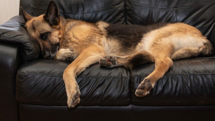 11 Answers To Why Does My German Shepherd Snore