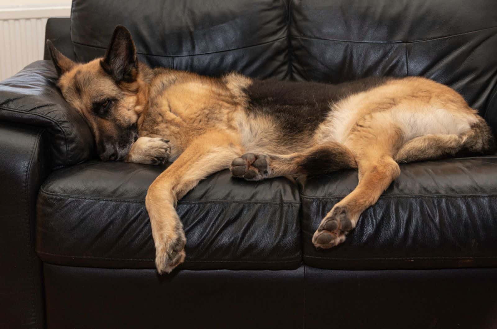 11 Answers To Why Does My German Shepherd Snore