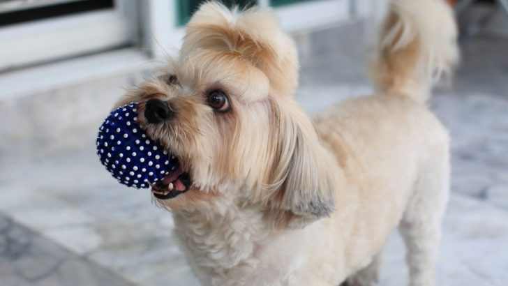 11 Best Toys For Shih Tzu Dogs, And Canine Entertainment