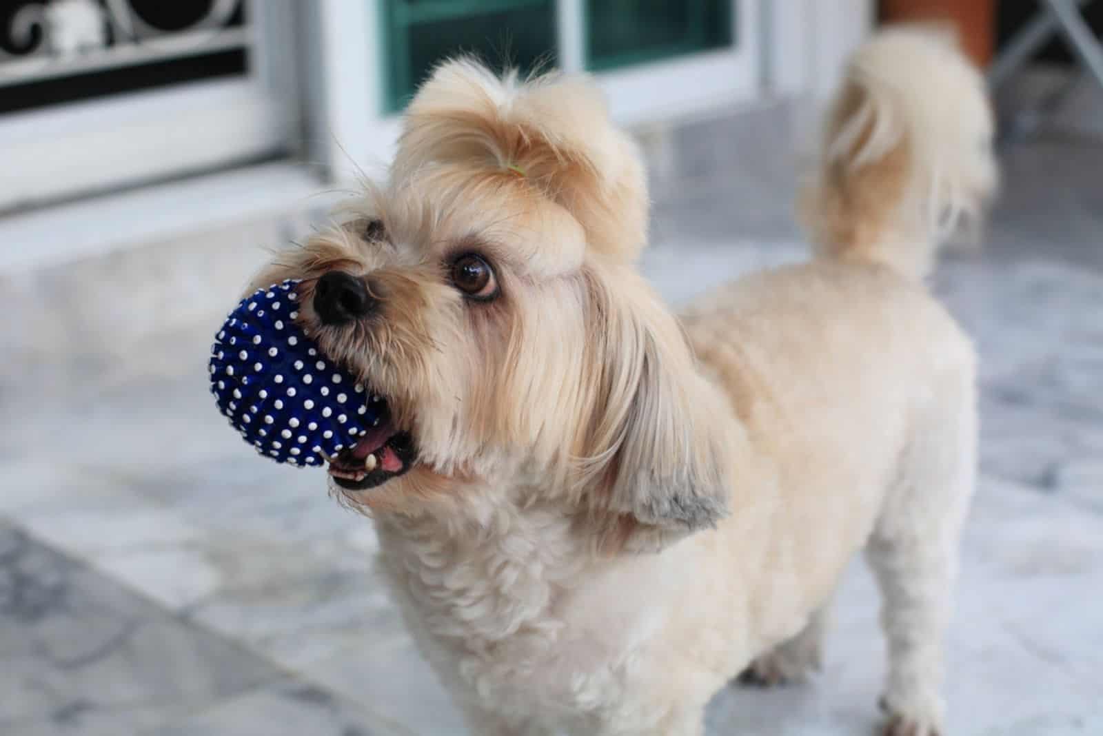 shih tzu carrying a ball in mouth