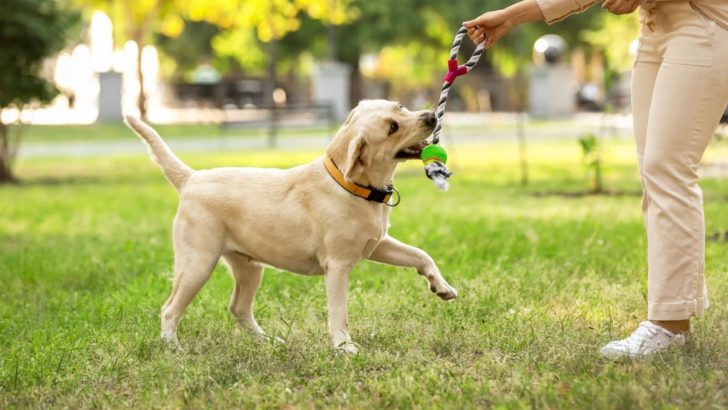 11 Fun Activities To Do With Your Dog, Indoors And Outdoors