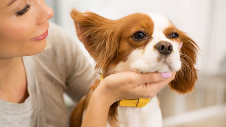 11 Health Conditions Causing Dogs Ears To Turn Red