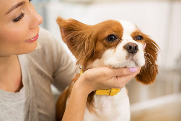 young woman checking ears of her cute little spaniel puppy