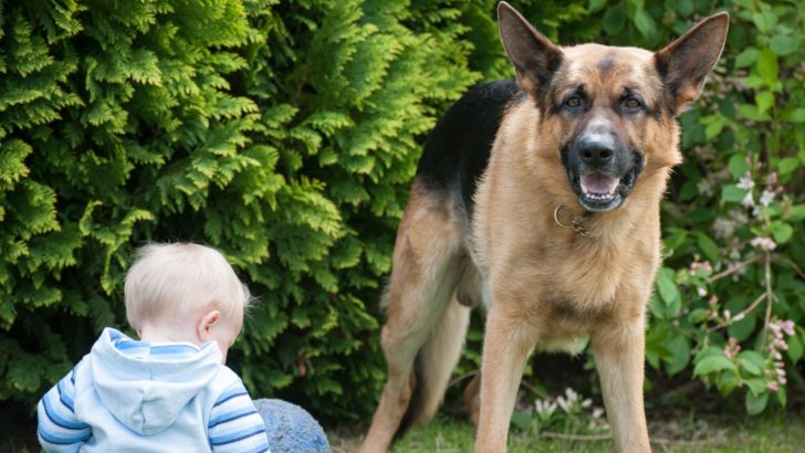 11 Jobs For German Shepherds At Home That Will Keep Them Busy