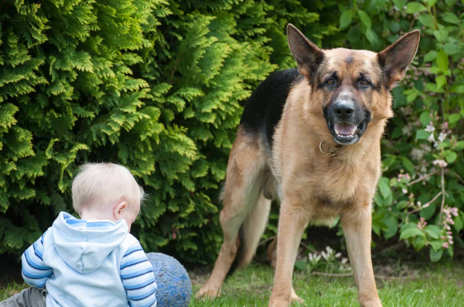german shepherd dog in garden with little boy