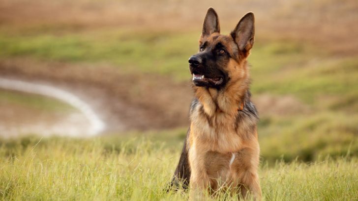 11 Reasons Why German Shepherds Are The Worst Dogs Ever
