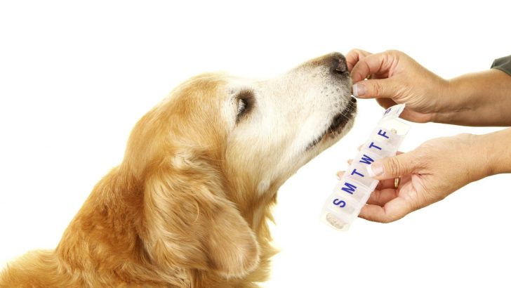 11 Reasons Why Your Dog Needs Probiotics