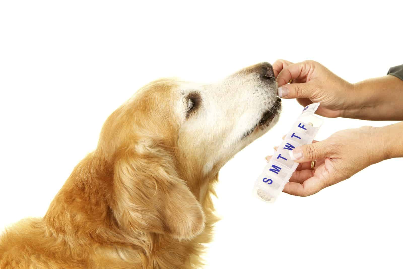 The Golden Retriever drinks a probiotic