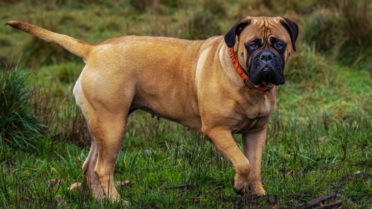 11 Wrinkly Dog Breeds So Smushy To Die For