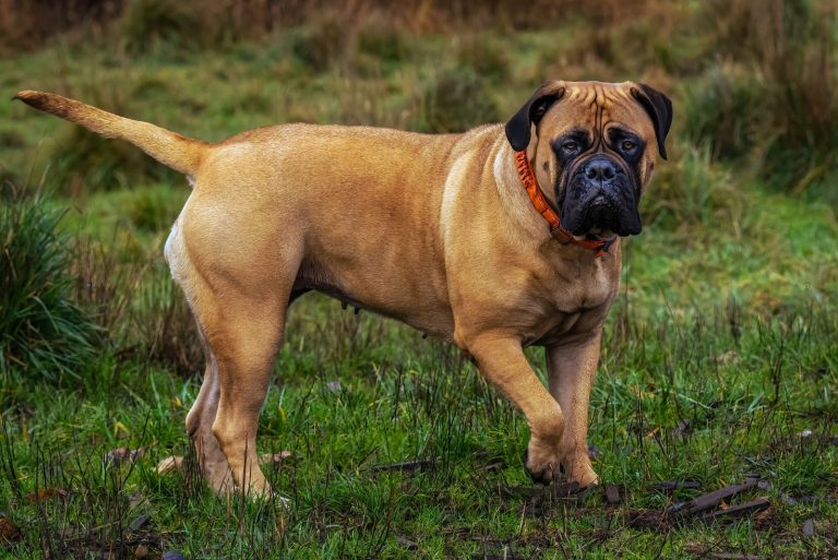 a beautiful Bullmastiff stands in the field and looks around