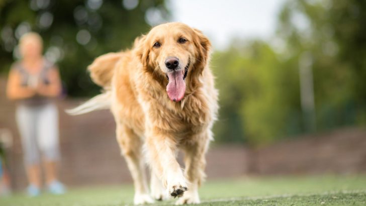 12 Signs Of Golden Retriever Hip Dysplasia & How To Treat It