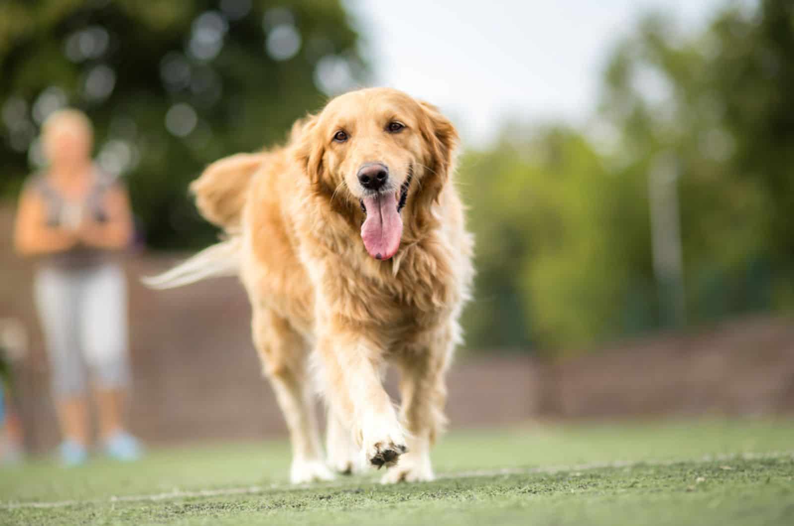 golden retriever walking on the grass