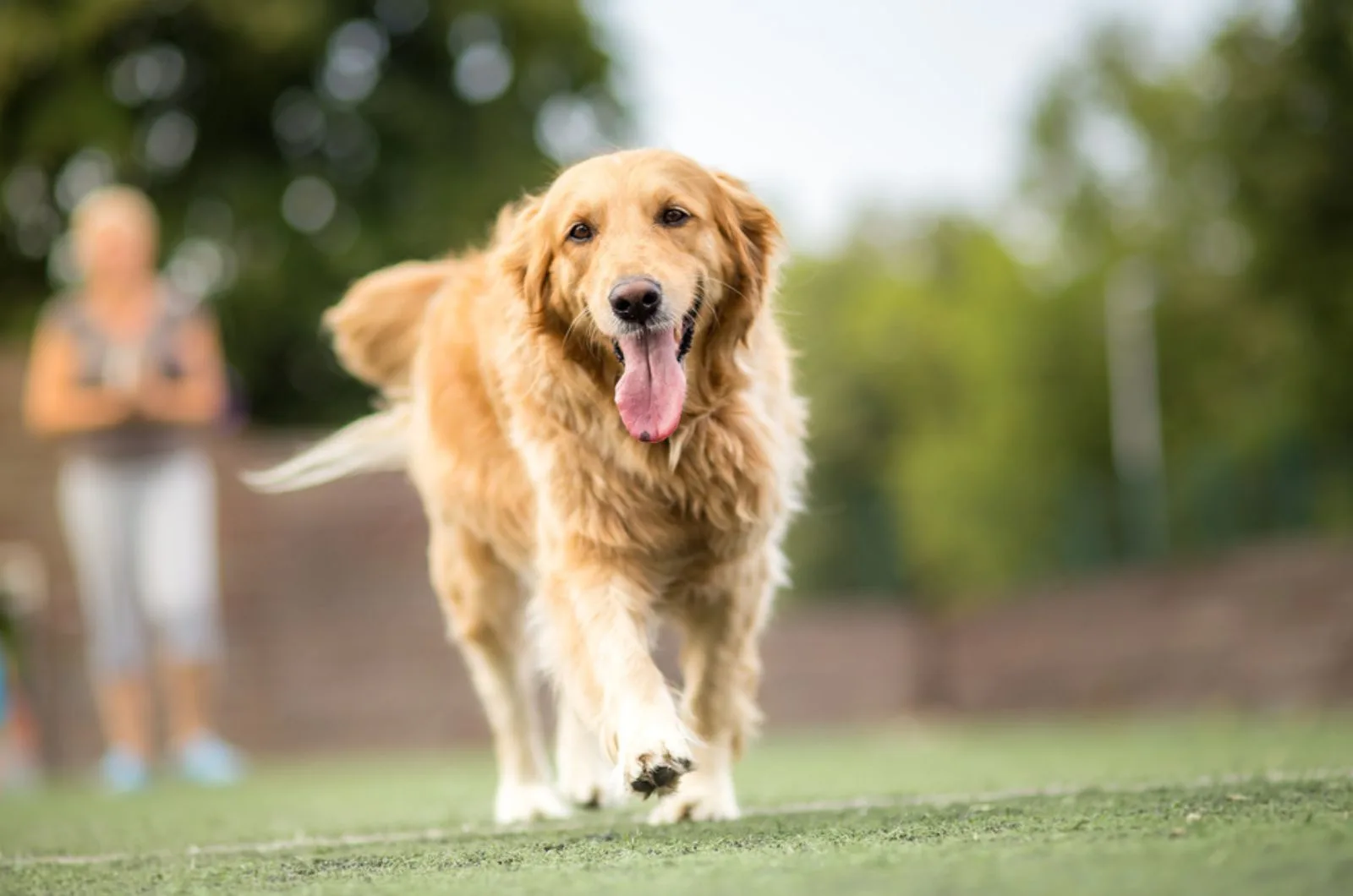 golden retriever walking on the grass