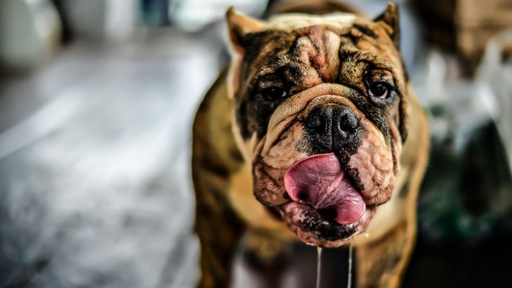 13 Dog Breeds That Drool The Most
