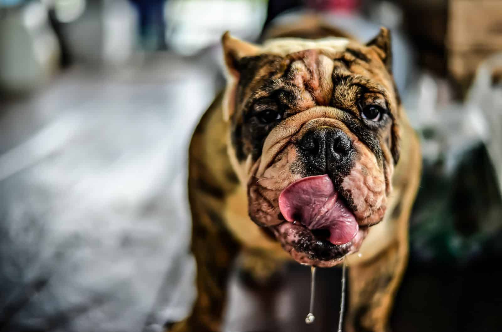 bulldog drooling from the mouth