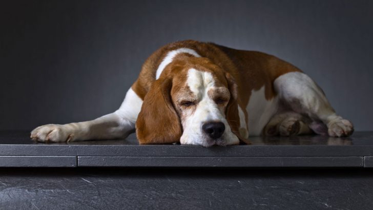 13 Effective Home Remedies For Dog Joint Pain