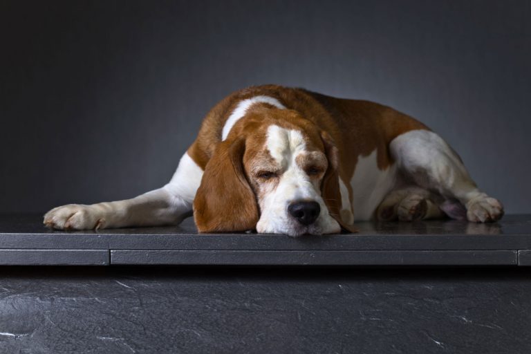 Portrait of a sad dog on a dark background