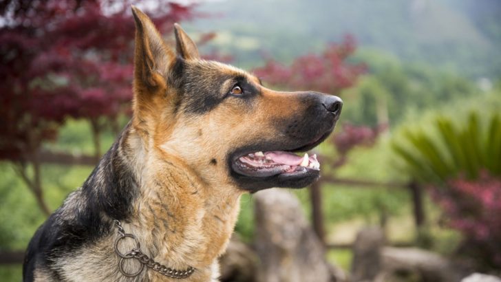13 Items You Must Have If You Own A German Shepherd