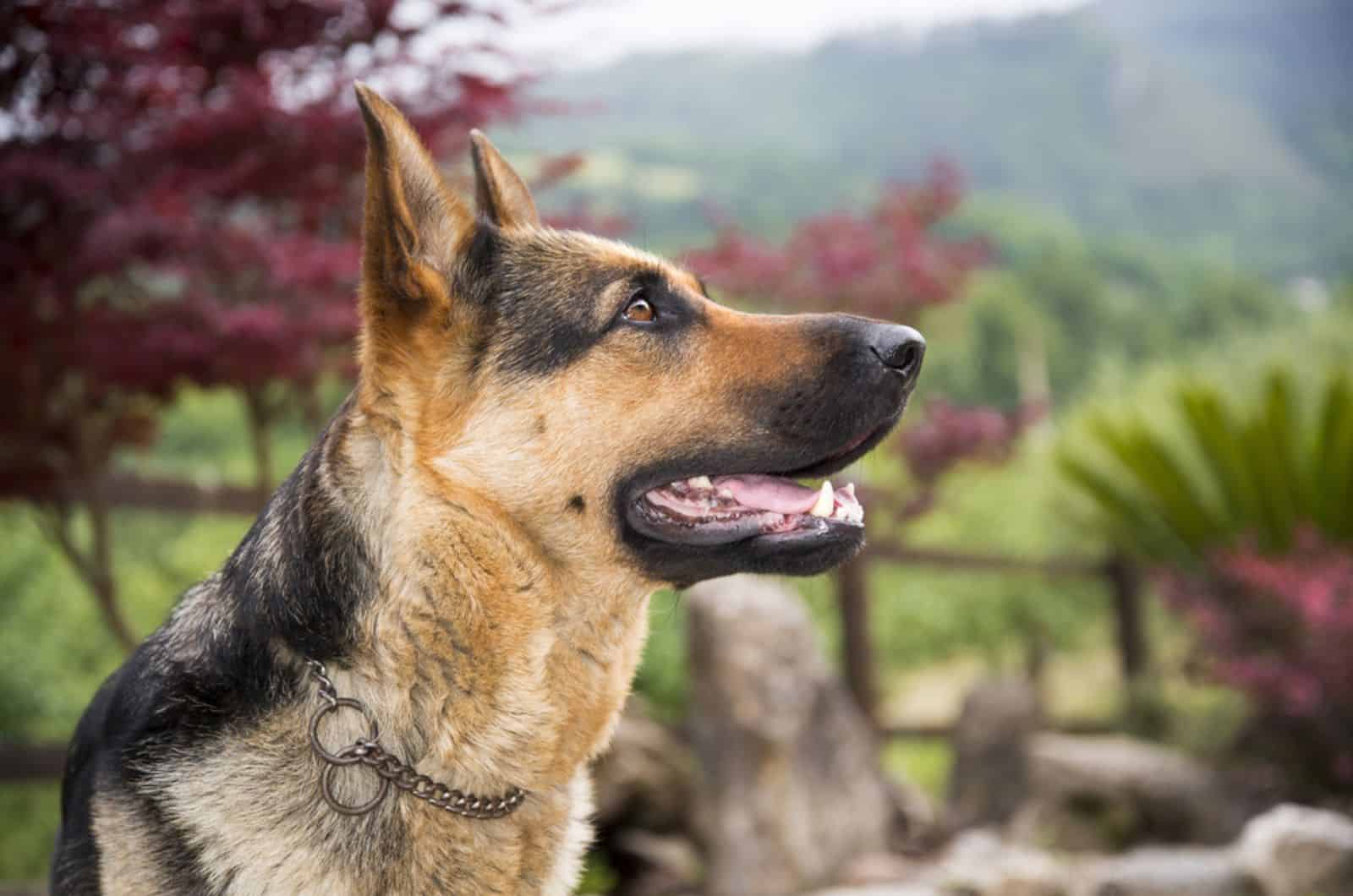 german shepherd looking at her owner