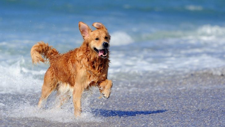 14 Dog Breeds That Like Water, Or Better Said, Love It