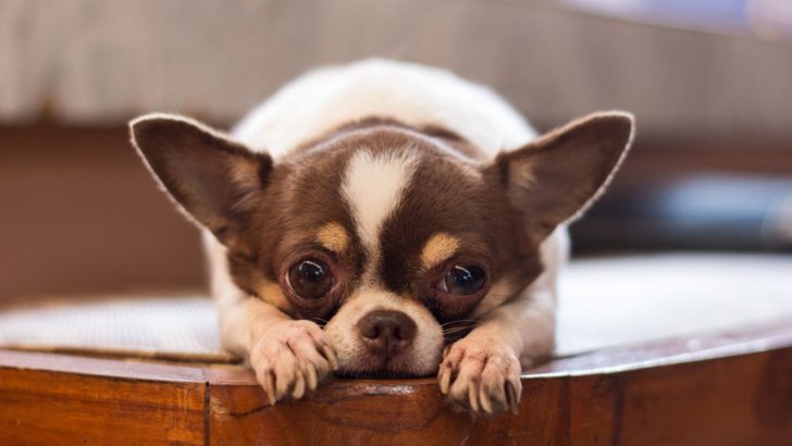 14 Reasons Why Your Chihuahua Is Shaking All The Time