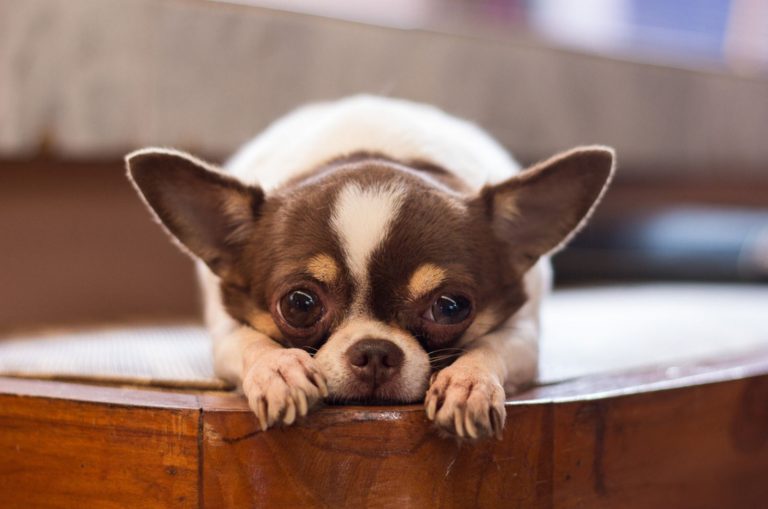 chihuahua dog lying on wooden chair