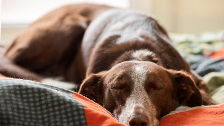 15 Dog Breeds That Sleep The Most