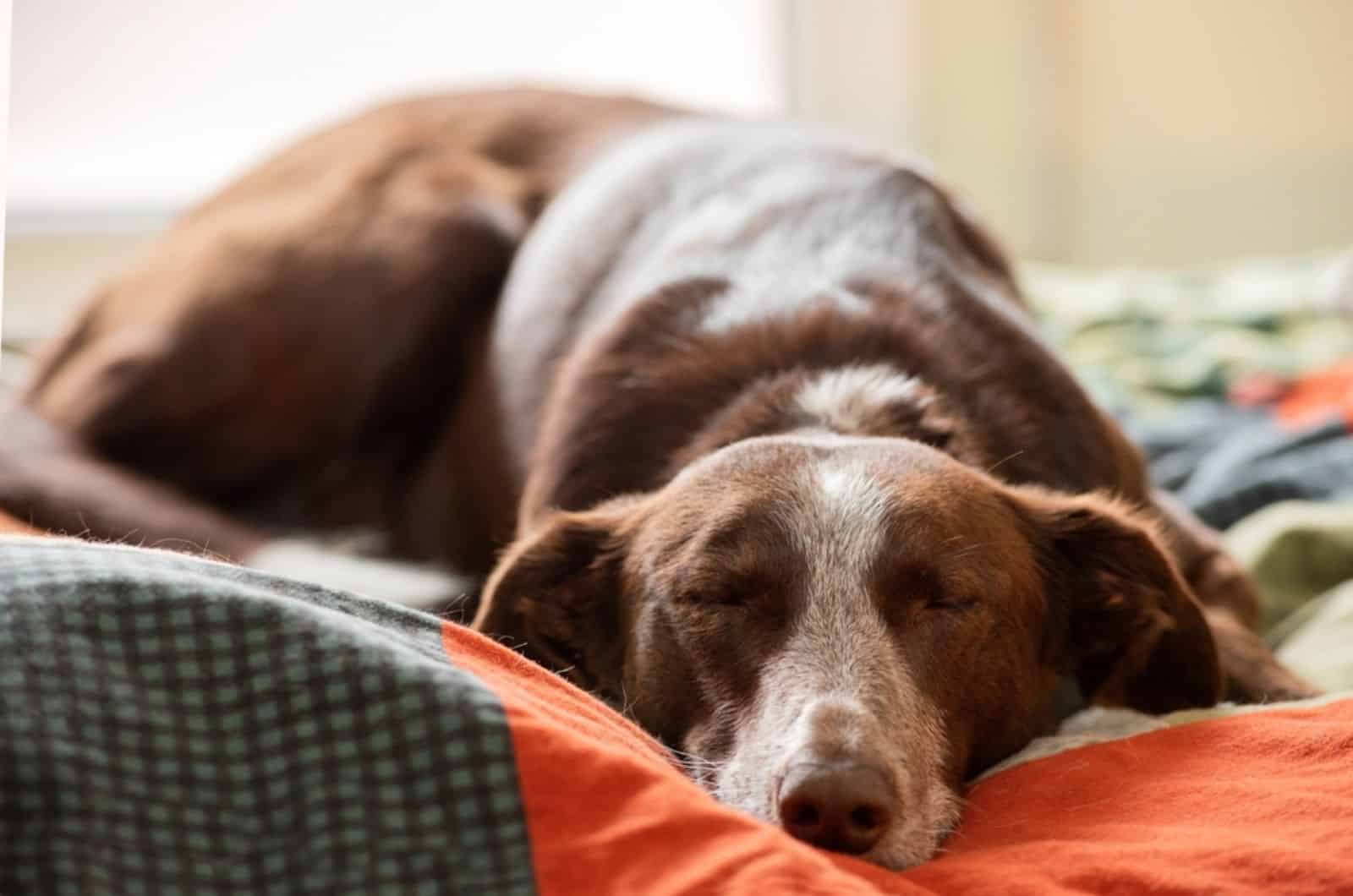 dog sleeping on the bed